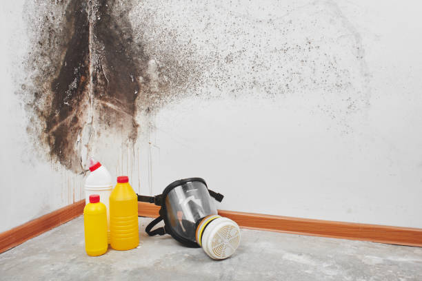 Professional Mold Removal in Lake Cassidy, WA