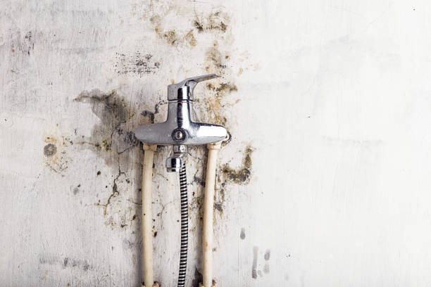 Best Mold Damage Repair  in Lake Cassidy, WA