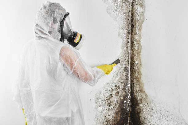 Best Mold Testing  in Lake Cassidy, WA