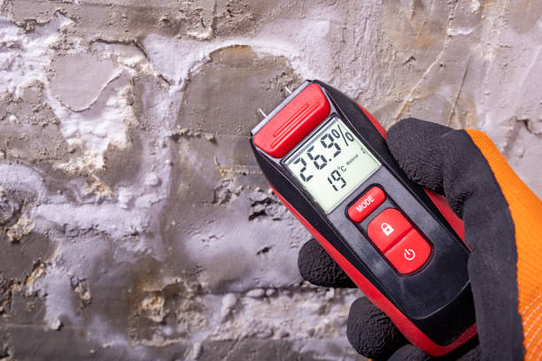 Best Home Mold Removal  in Lake Cassidy, WA