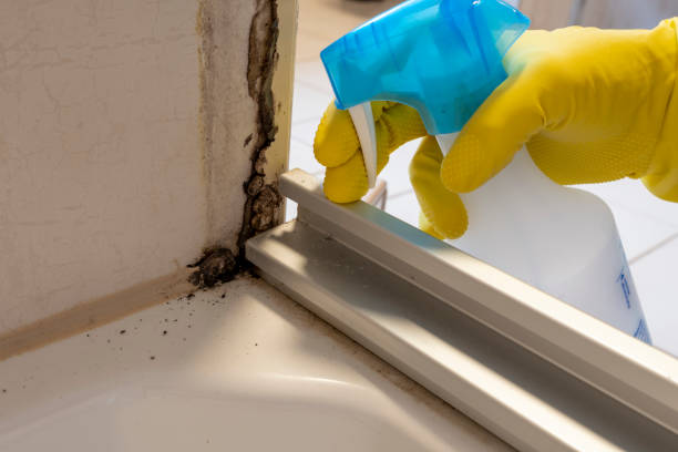 Best Mold Cleaning Services  in Lake Cassidy, WA
