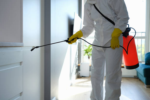 Professional Mold Removal in Lake Cassidy, WA