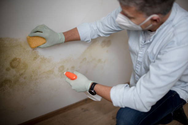 Best Same-Day Mold Removal  in Lake Cassidy, WA
