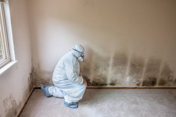 Best Mold Cleaning Services  in Lake Cassidy, WA