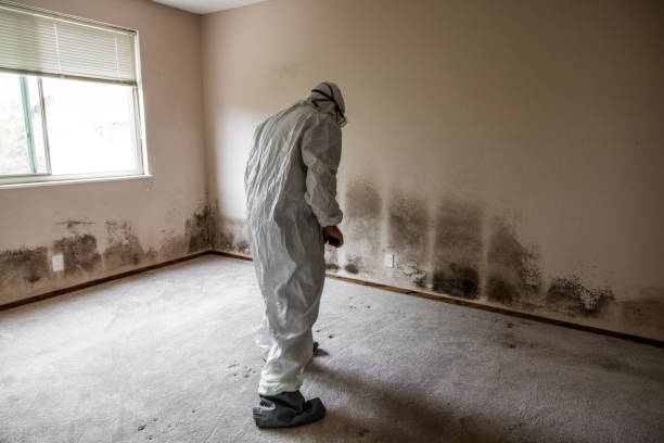 Best Office Mold Removal Services  in Lake Cassidy, WA