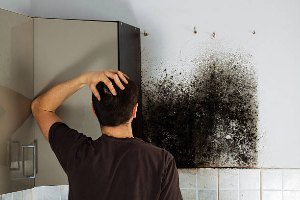 Best Mold Testing  in Lake Cassidy, WA
