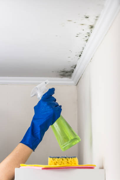 Best Black Mold Removal  in Lake Cassidy, WA