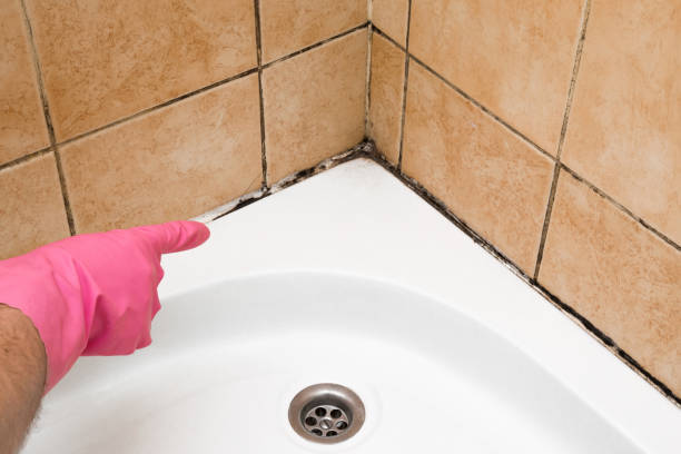 Best Mold Testing  in Lake Cassidy, WA